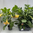 Brugmansia gelb