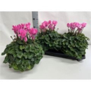 Cyclamen pers. XL rosa