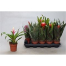 Bromelia gemischt