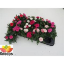 Dianthus 'Oscar' gemischt