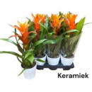 Guzmania orange im Übertopf