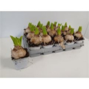 Hyacinthus orie. 1pp weiß