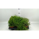 Rhipsalis gemischt