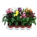 Calla Mix