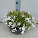 Campanula porten. Kübel weiß