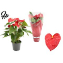 Anthurium andr. rot