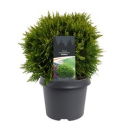 Thuja occid. 'Danica'