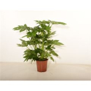 Fatsia japonica