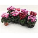 Cyclamen midi 'Fantasia' Mix