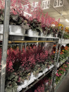 Heuchera Kübel