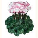 Cyclamen weiß - pink