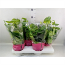 Epipremnum pinn. Ampel