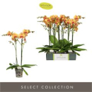 Phalaenopsis "Optistar" 2 Rispen orange