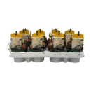 Narcissus tazetta "Bridal Crown"