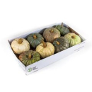 Cucurbita gemischt grün