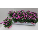 Dianthus 'Pink Kisses'