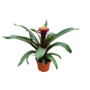 Guzmania 'Paulina'