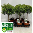 Myrtus communis Stämmchen