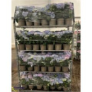 Hydrangea mac. Busch blau