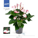Anthurium andr. 'Karma Hot Lips'