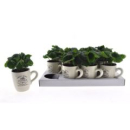 Coffea arabica in Tasse