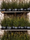 Pennisetum alopec. "Hameln"