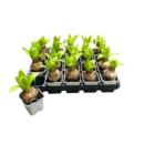 Hyacinthus  1pp weiß