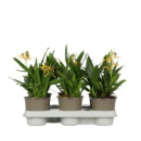 Orchideeen -Encyclipa gelb