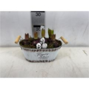 Hyacinthus in Blechschale oval