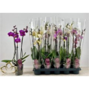 Phalaenopsis 3 Rispen Mix