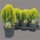 Platycladus orient. 'Aurea Nana'