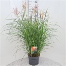 Miscanthus sin. 'Red Chief'