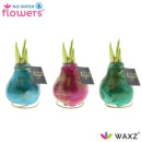 Waxz Amaryllis "Univerz Saturnus"