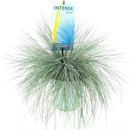 Festuca glauca 'Intens Blue'