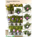 Rhododendron gemischt