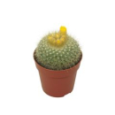 Cactus "Parodia"