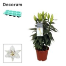 Lilium ori. 'Oxygen' weiß