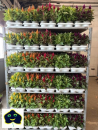 Celosia "Lumos"