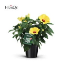 Hibiscus rosa-sin. gelb