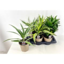 Dracaena gemischt