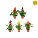 Vriesea gemischt