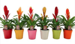 Vriesea Mix im Übertopf