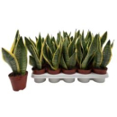 Sansevieria trifa. 'Futura Superba'