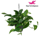 Epipremnum pinn. Ampel