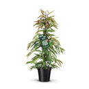 Ficus binn. 'Amstel King