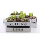 Hyacinthus in Holzkiste "Veiling 1968"