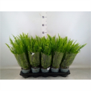 Nephrolepis exal. 'Green Lady'