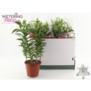 Lilium ori. 'Sunny Bahamas'