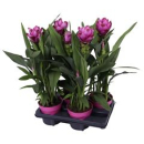 Curcuma alism. lila