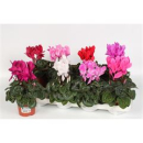 Cyclamen pers. midi Mix